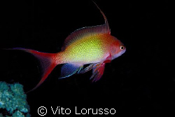 Fishs - Anthias anthias by Vito Lorusso 